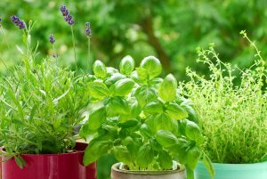 Ideia Decorar horta-em-casa-ervas2 horta em casa ervas2
