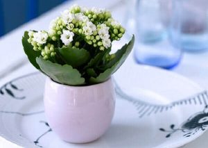 Ideia Decorar 10 plantas com flores que você pode cultivar facilmente dentro de casa2 10 plantas com flores que voce pode cultivar facilmente dentro de casa2