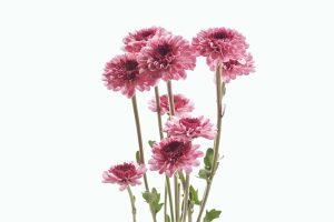 Ideia Decorar 10 plantas com flores que você pode cultivar facilmente dentro de casa5 10 plantas com flores que voce pode cultivar facilmente dentro de casa5