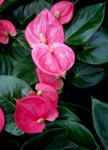 Ideia Decorar Pink Anthuriums Blooming Outdoors 10 plantas com flores que voce pode cultivar facilmente dentro de casa8