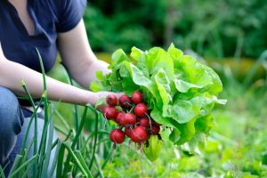 Ideia Decorar picking vegetables 7 frutas e vegetais mais faceis de cultivar em casa
