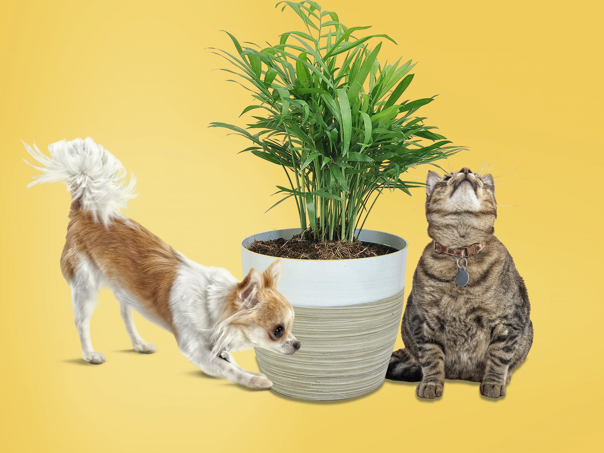Ideia Decorar 10 plantas que são seguras para cães e gatos 10 plantas que sao seguras para caes e gatos
