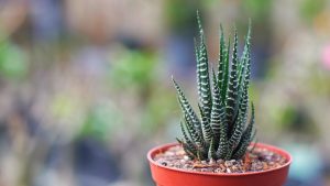 Ideia Decorar Close-Up Of Potted Haworthia 10 plantas que sao seguras para caes e gatos1
