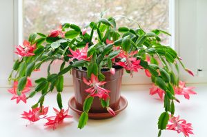 Ideia Decorar Christmas cactus (Schlumbergera) 10 plantas que sao seguras para caes e gatos4