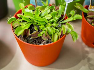 Ideia Decorar Venus Flytrap, Dionaea muscipula in a decorative flowerpot. 10 plantas que sao seguras para caes e gatos9