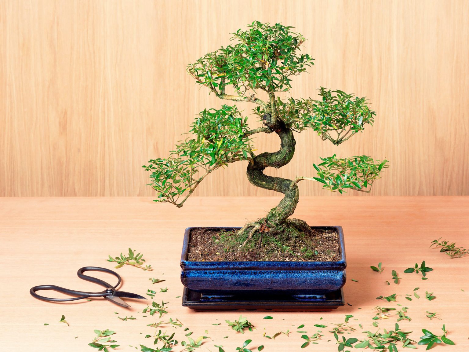Ideia Decorar Como cultivar um bonsai dentro de casa - 11 dicas Como cultivar uma arvore de bonsai dentro de casa